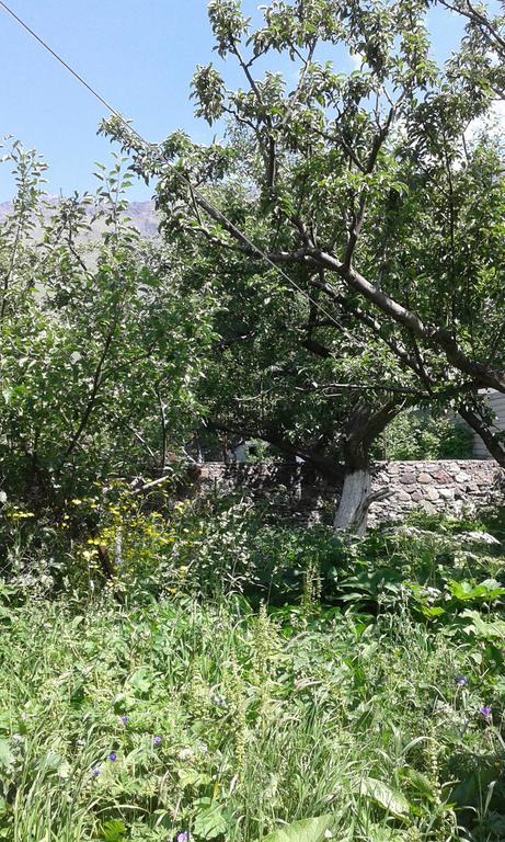 Guest House Dodo Kazbegi Exterior photo
